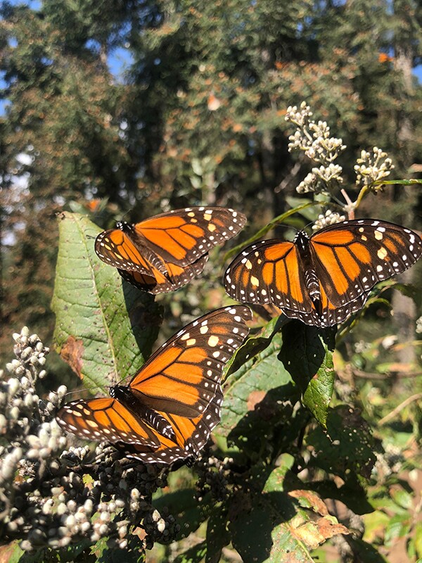 Monarchs in Michoacán
