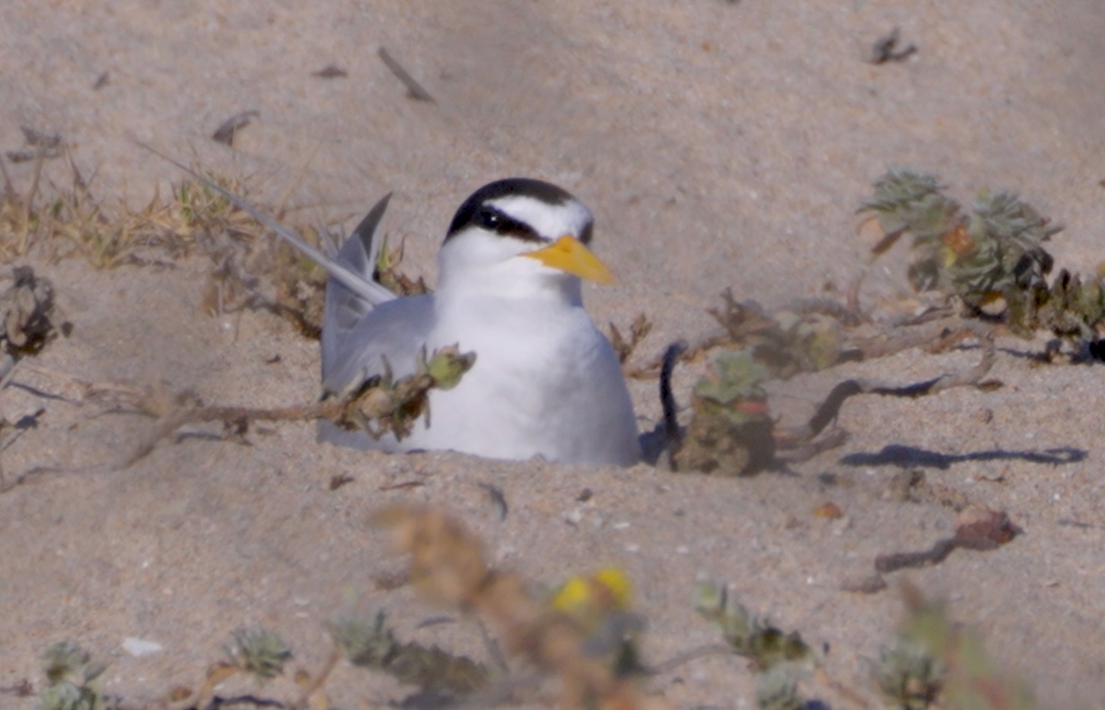 California_Least_Tern