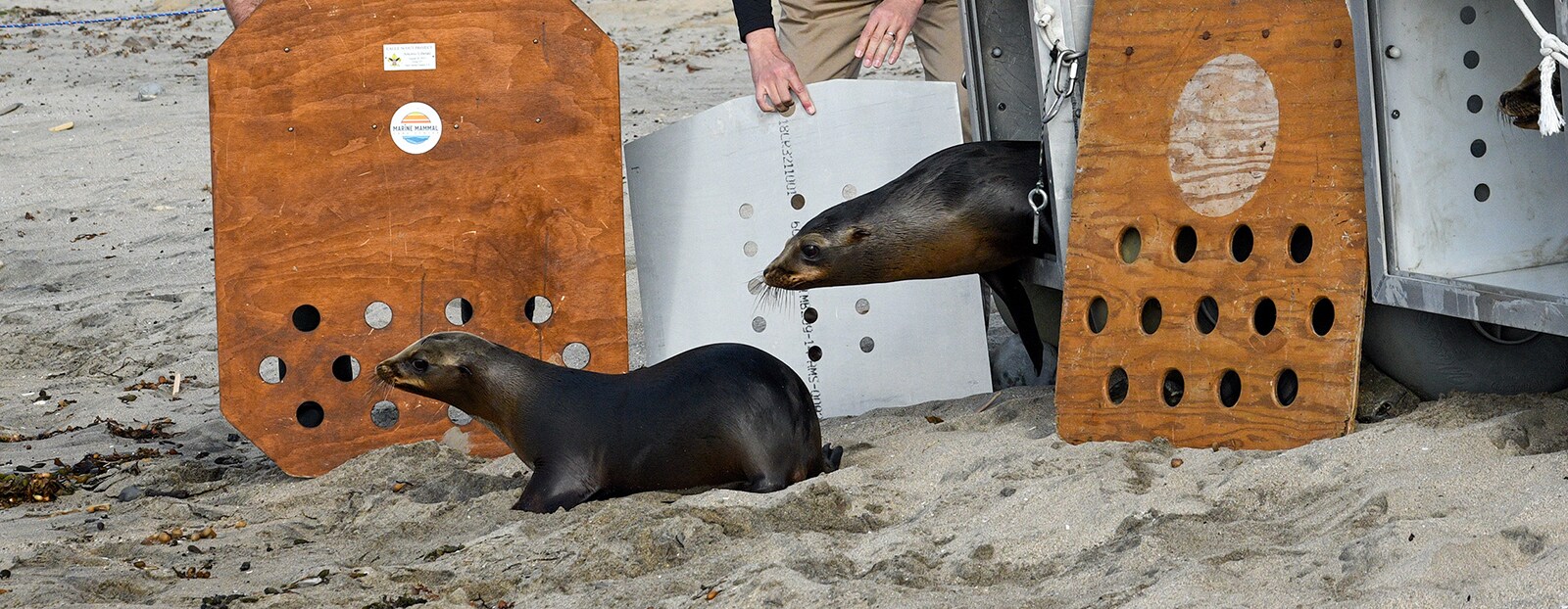 APM Terminals Los Angeles and Marine Mammal Care Center