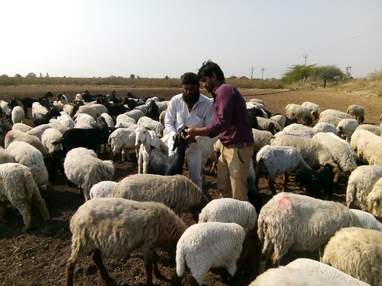 Download image “Pashu Uday” Project